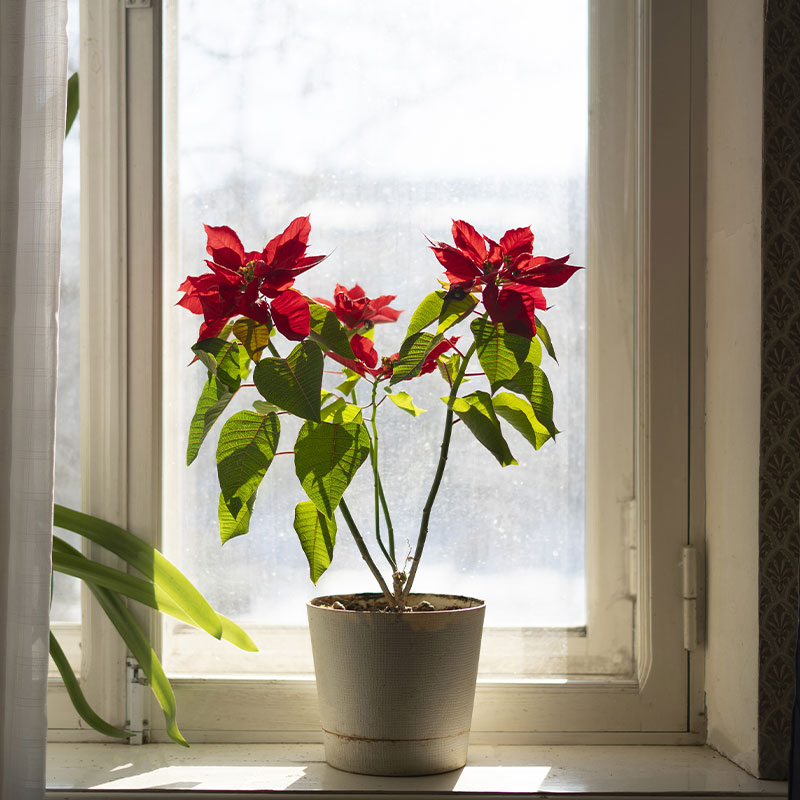ventana-4